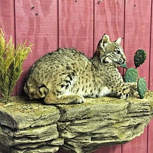 Bobcat Full Mount Taxidermy