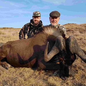 South Africa Hunting Black Wildebeest