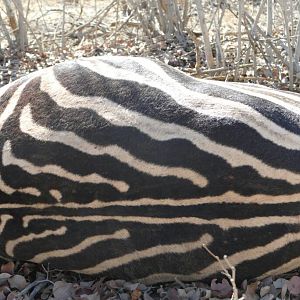 South Africa Hunting Burchell's Plain Zebra