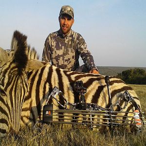 Burchell's Plain Zebra Bow Hunting South Africa