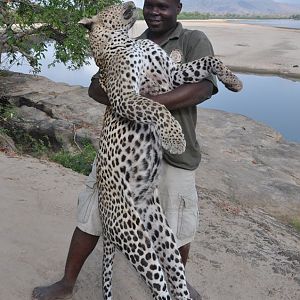 Leopard Hunt Tanzania