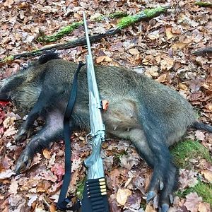 Hog Hunting in Germany