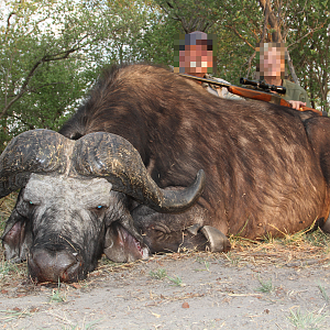 Cape Buffalo Hunt