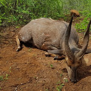 Bushbuck Hunt