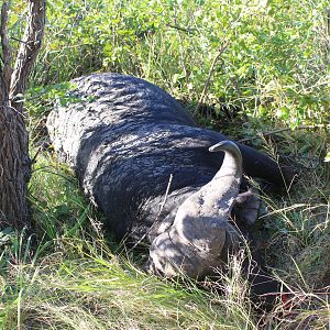 Cape Buffalo Hunt