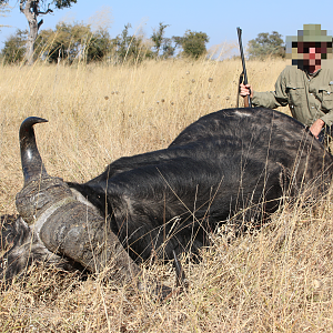 Hunting Buffalo