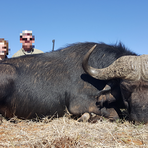 Hunting Cape Buffalo