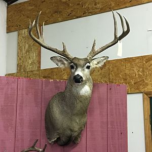 Deer Shoulder Mount Taxidermy