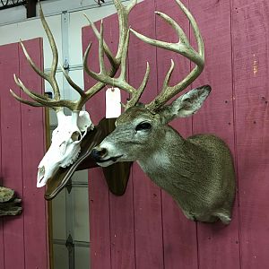 Deer Shoulder Mount Taxidermy