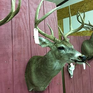 Deer Shoulder Mount Taxidermy