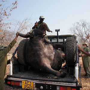 Hunting Cape Buffalo in Zimbabwe