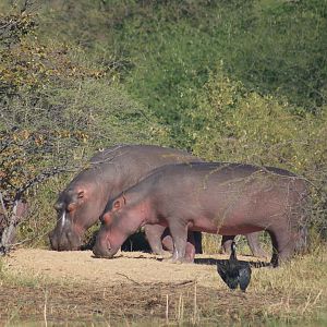 Hippos in Zimbabwe