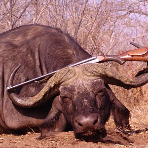 Zimbabwe Hunting Buffalo