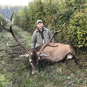 Red Stag - Hungary