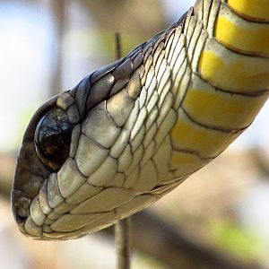 Boomslang