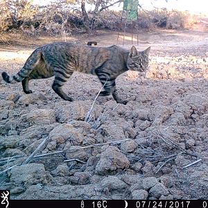 African Wildcat