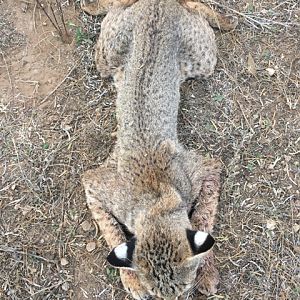 Hunting Bobcat