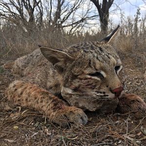 Bobcat Hunt