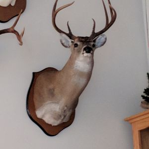 Buck Shoulder Mount Taxidermy