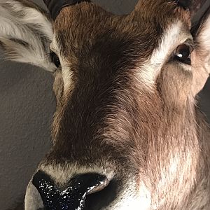 Waterbuck Shoulder Mount Taxidermy