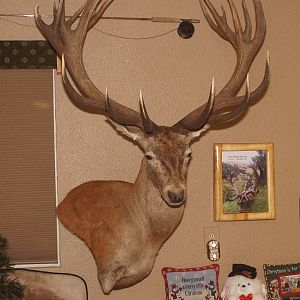 Red Stag Shoulder Mount Taxidermy