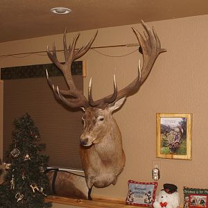 Red Stag Shoulder Mount Taxidermy