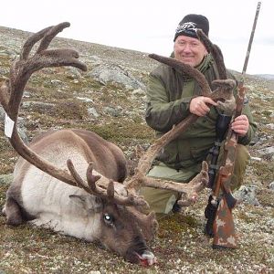 Norway Reindeer