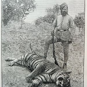 Tiger Hunting