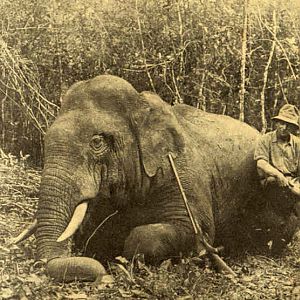 Indian Hunt Elephant