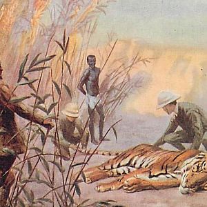 Tiger Hunting