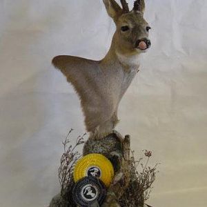 Roedeer