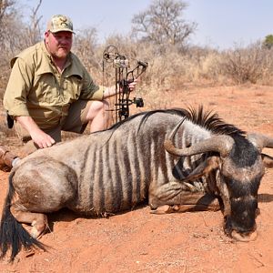 Blue Wildebeest Bow Hunting South Africa