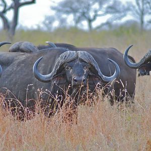 Cape Buffalo in Lebombo Mozambique