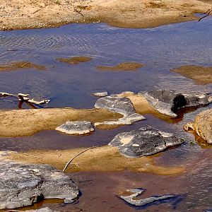 Crocodiles Tete Mozambique