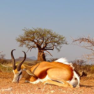 Hunt Springbok in the Limpopo South Africa