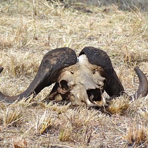 Cape Buffalo Hunt Mpumalanga South Africa