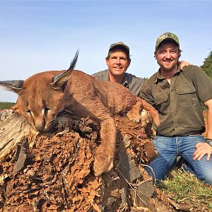 Hunt Caracal Eastern Cape South Africa