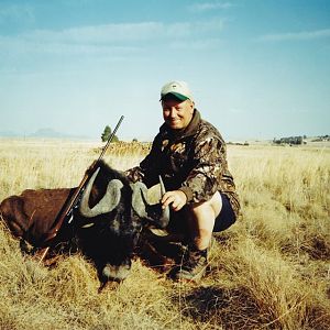 Black wildebeest