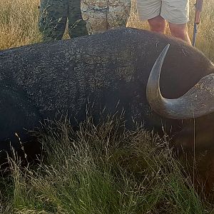 Hunting Cape Buffalo South Africa