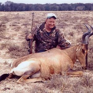 Red hartebeest