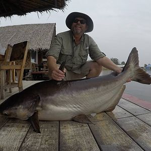 Mekong catfish