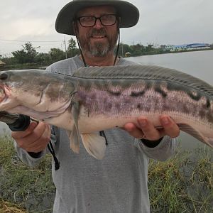 Top water snakehead