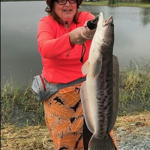 Tammy's big snakehead