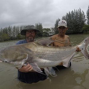 Second chaophraya catfish