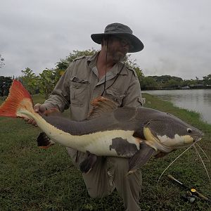 Nice red tail catfish