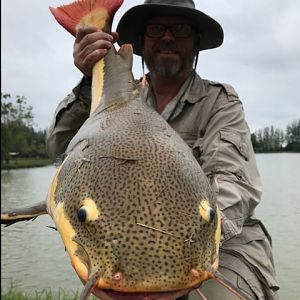 Small red tail catfish