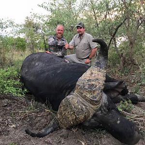 Cape Buffalo Hunting Zimbabwe