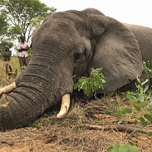 Hunt Elephant in Zimbabwe