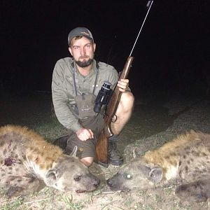 Zimbabwe Hunting Spotted Hyena