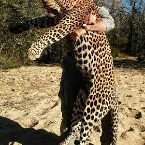 Zimbabwe Hunting Leopard